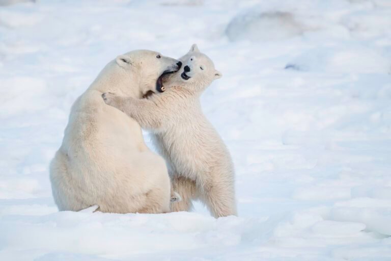 Churchill Wild’s Premier Polar Bear Tours – Face to Face with Arctic Giants