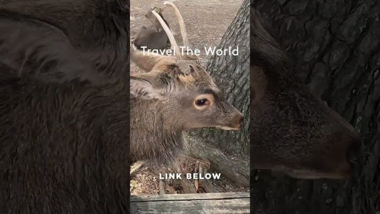 #TravelGoals, #Wanderlust, #Adventure, #shorts, #YouTubeShorts, #Trending, #Explore, #foryou